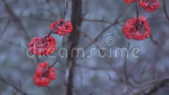 冬天的罗文浆果视频的预览图