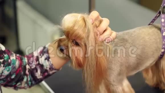 一位女兽医在约克郡的一只猎犬用棉签清洁耳朵视频的预览图