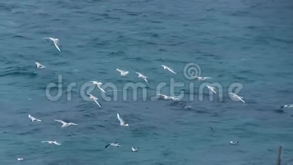 海鸥在海面上盘旋寻找食物视频的预览图
