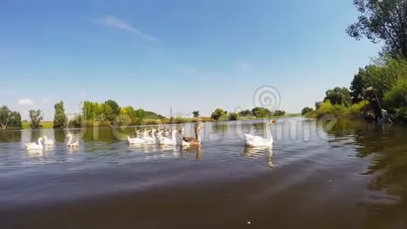 一小群白色天鹅在湖里游泳视频的预览图