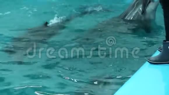 海豚在游泳池里游泳等待喂食视频的预览图