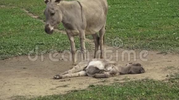 灰色可爱的小驴和妈妈小毛驴睡觉视频的预览图