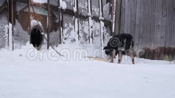冬天的时候看门狗会用链子拴在狗舍上慢动作视频的预览图