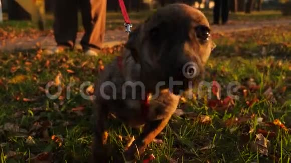 晚上姜狗和主人在城市公园散步视频的预览图