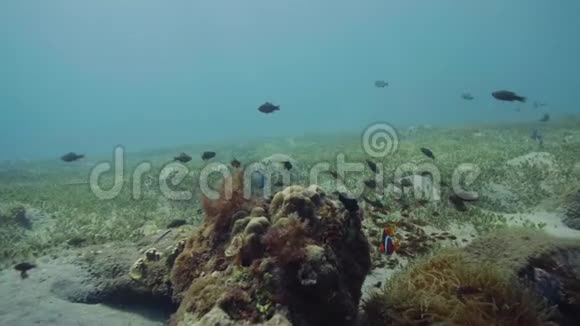 海底景观中的珊瑚礁和海藻中游动的鱼类视频的预览图