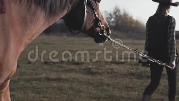 阳光明媚的早晨美丽的马在草地上散步和凝视视频的预览图