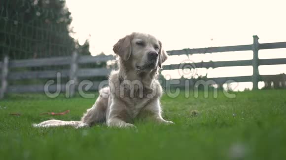 可爱的金毛猎犬躺在草地上视频的预览图