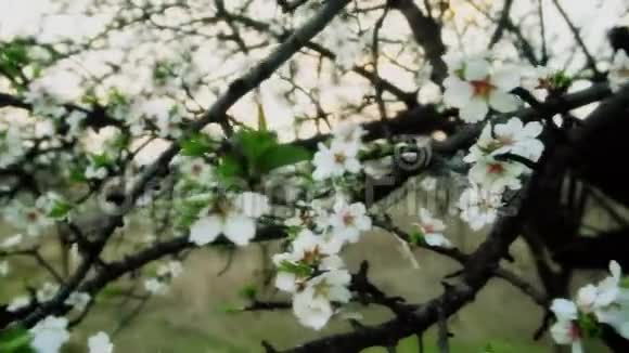 春天的树花视频的预览图