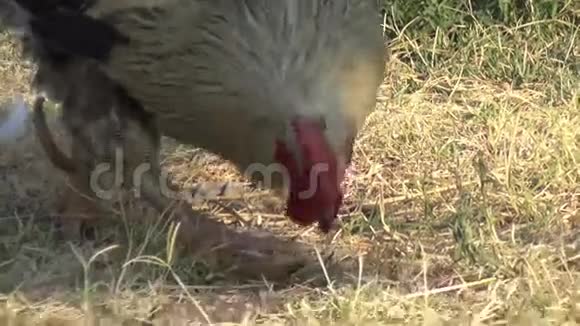 公鸡在吃东西视频的预览图