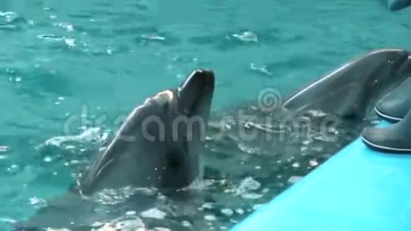 海豚在游泳池里游泳等待喂食视频的预览图