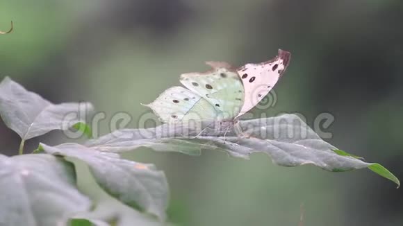 绿叶上的白蝶在饮露视频的预览图