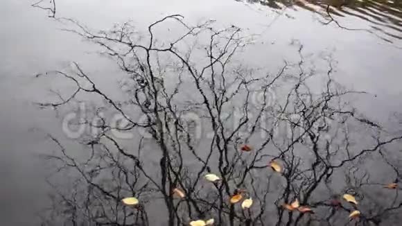 秋天的黄叶落在水中视频的预览图