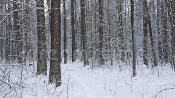 走在覆盖着大雪的森林里的小径上PovStadicam视图视频的预览图