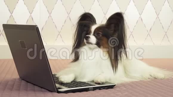 帕皮龙狗躺在笔记本电脑附近躺在床上的股票录像里视频的预览图
