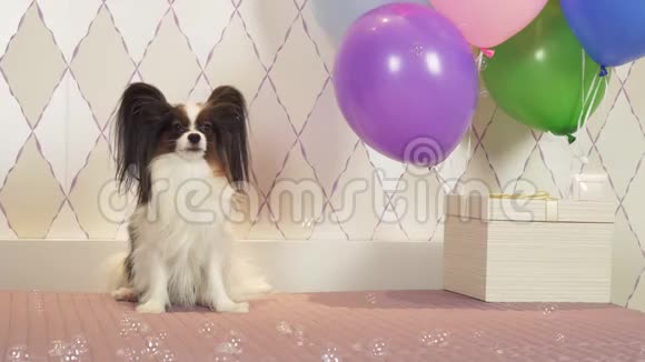 帕皮龙狗用礼物气球和肥皂泡庆祝生日视频的预览图