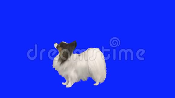 帕皮龙狗用它的后腿在蓝色的hromakey股票录像上跳舞视频的预览图