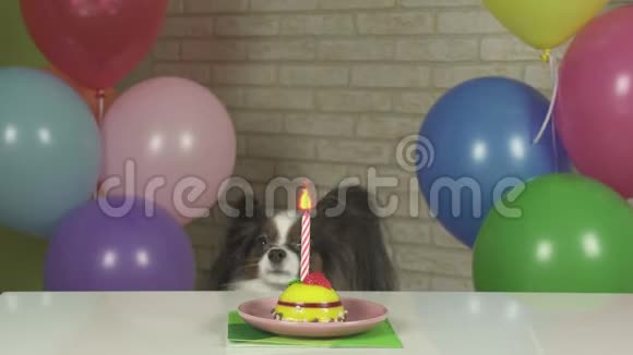 帕皮龙狗看生日蛋糕股票录像视频的预览图