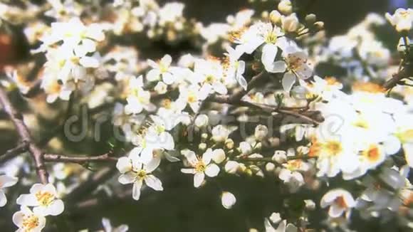 春天的树花视频的预览图