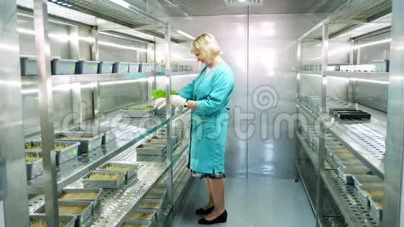 实验室工作人员回顾在土壤中生长的绿色嫩芽放在小盒子里放在特殊房间的架子上放在实验室里视频的预览图