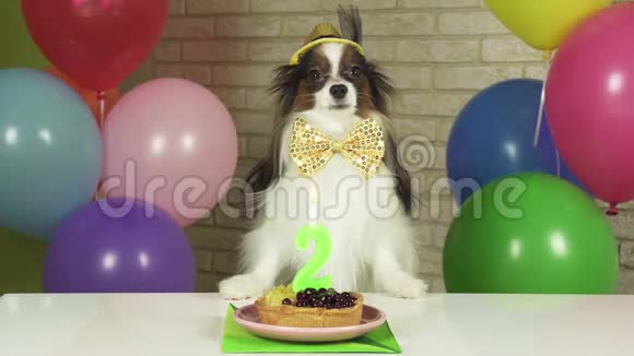优雅的狗狗帕皮隆坐在桌旁桌上放着一个生日蛋糕上面放着蜡烛视频的预览图