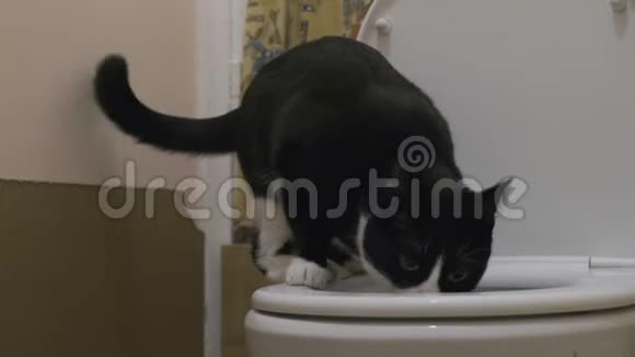 聪明的家猫用马桶视频的预览图