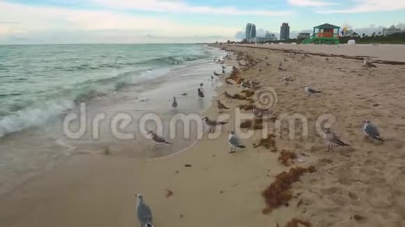 令人惊叹的美丽大西洋地平线和蓝天迈阿密南海滩的海鸥视频的预览图
