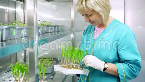 实验室工作人员回顾在土壤中生长的绿色嫩芽放在小盒子里放在特殊房间的架子上放在实验室里视频的预览图