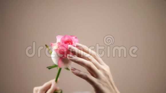 女性的双手在米色背景上抚摸一朵粉红色的玫瑰温柔和性感复制空间视频的预览图
