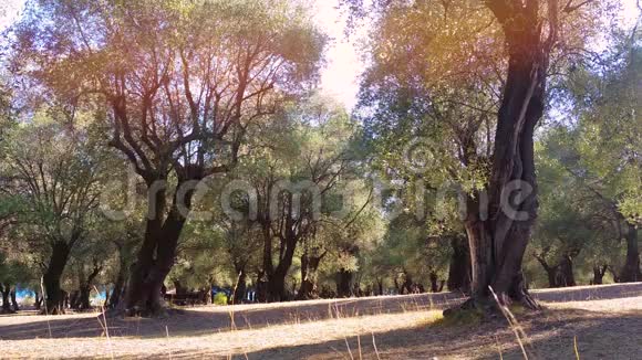 橄榄树在一排视频的预览图