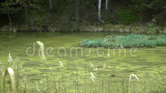 夏天游泳原始森林中凉爽的绿湖视频的预览图