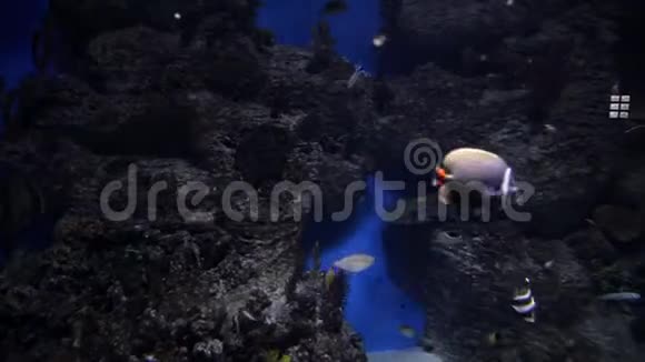 美丽的珊瑚礁和热带鱼在开阔的海洋中游泳水下射击视频的预览图