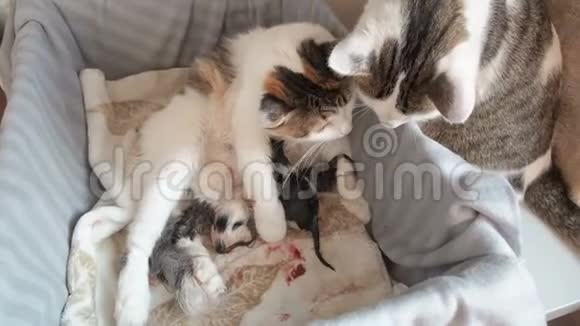 小猫出生猫生了小猫一只猫给它的孩子洗澡猫出生后立即舔小猫视频的预览图