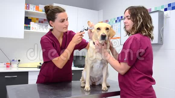 一只狗在兽医诊所的听力检查视频的预览图