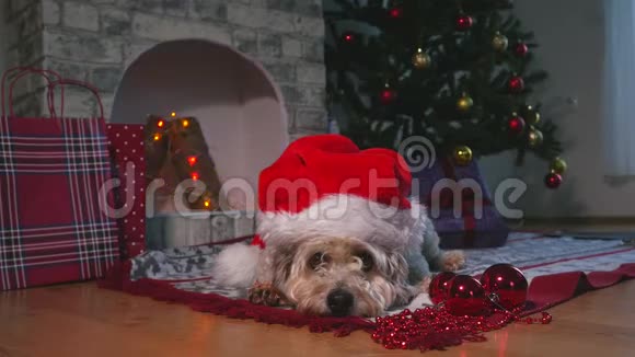 可爱的小狗戴着圣诞帽躺在地板上等待圣诞节视频的预览图
