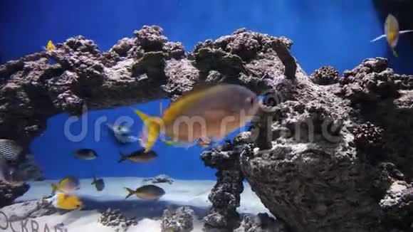 美丽的珊瑚礁和热带鱼在开阔的海洋中游泳水下射击视频的预览图