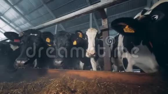 牛棚里的牛站在饲料场附近视频的预览图
