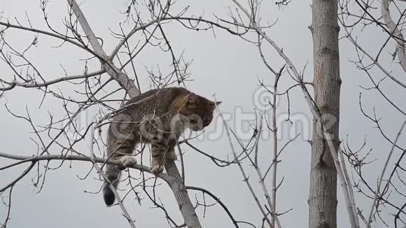 灰猫爬上一棵干树视频的预览图