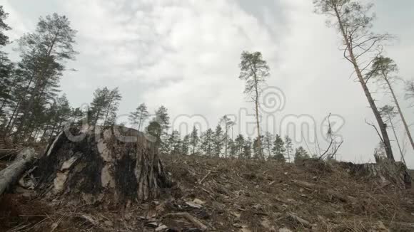 在一片被砍伐的松林中单株树根的特写镜头荒野自然中的美和环境理念视频的预览图