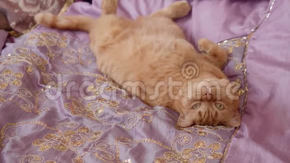 睡红的英国猫躺在卧室的紫罗兰色的封面上视频的预览图