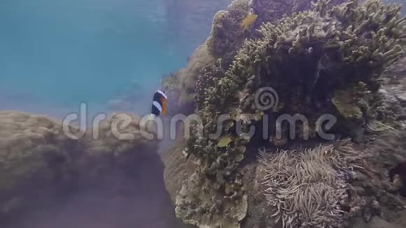 小丑鱼在珊瑚礁和海藻水下观赏珊瑚礁背景下的海葵鱼野生水下视频的预览图
