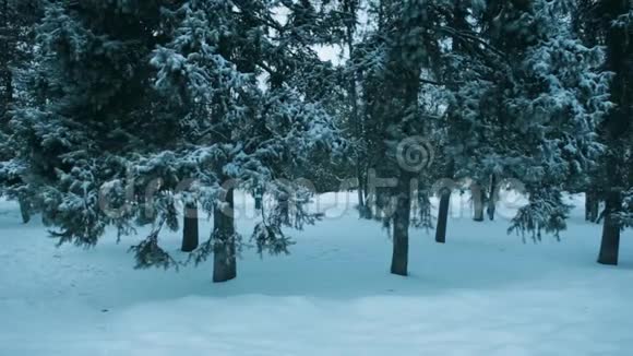 美丽的冬季景观有针叶树雪中杉树视频的预览图