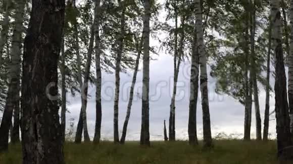 阴天银桦树在风中摇曳视频的预览图