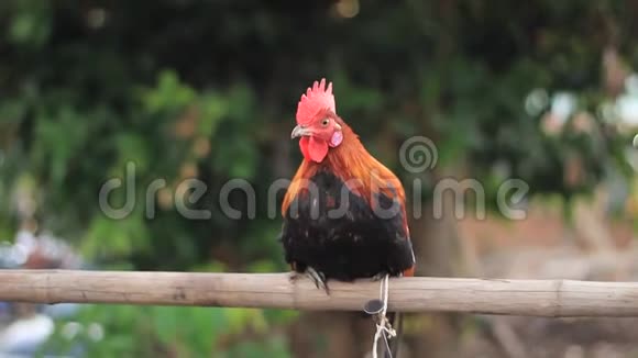 泰国公鸡公鸡栖息在竹竿上在当地一个泰国村庄里看等待它的主人视频的预览图