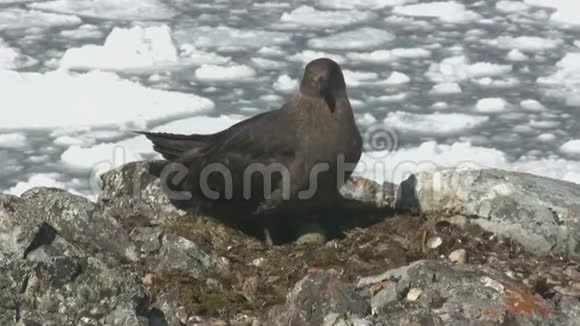 南极岛巢附近的雌性南极视频的预览图