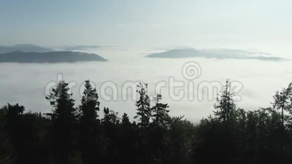 向松树林和山谷前进夏天有太阳耀斑欧洲乌克兰户外绿色视频的预览图