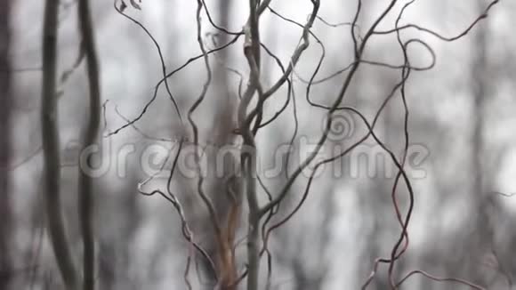 抽象视频树木和天空大自然的录像视频的预览图