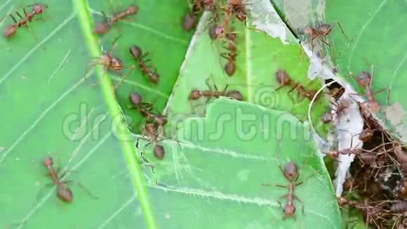 蚂蚁正在修理巢穴视频的预览图