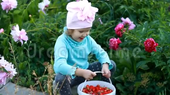 小女孩展示收获的草莓作物有牡丹的农业和花园视频的预览图