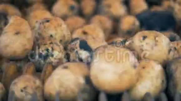 土豆块茎在一个工业机构中旋转视频的预览图