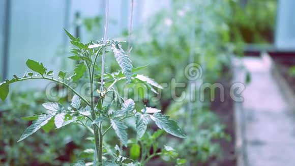 番茄植株在大棚内生长过程中视频的预览图